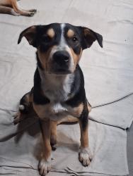Reunited Male Dog last seen Near Rolling Fields Dr, Memphis, TN 38134, USA, Memphis, TN 38134