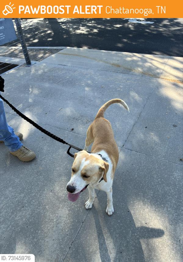 Found/Stray Male Dog last seen Hunter Museum of American Art, Chattanooga, TN 37403