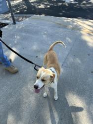 Found/Stray Male Dog last seen Hunter Museum of American Art, Chattanooga, TN 37403