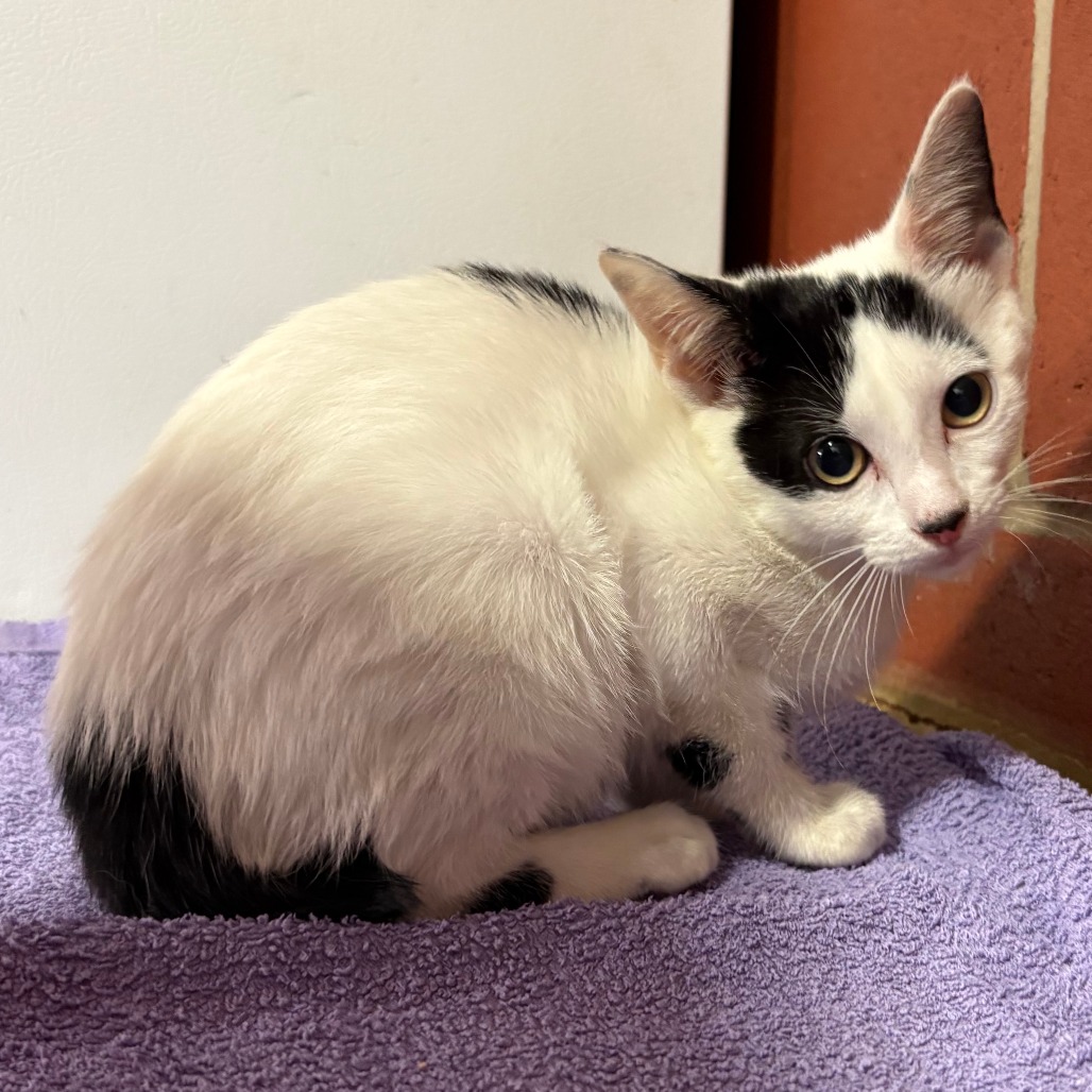 Shelter Stray Female Cat last seen , 2951 S 1st St, Cabot, AR 72023, USA