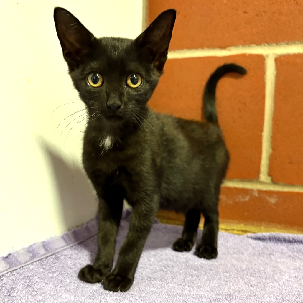 Shelter Stray Female Cat last seen , 2951 S 1st St, Cabot, AR 72023, USA
