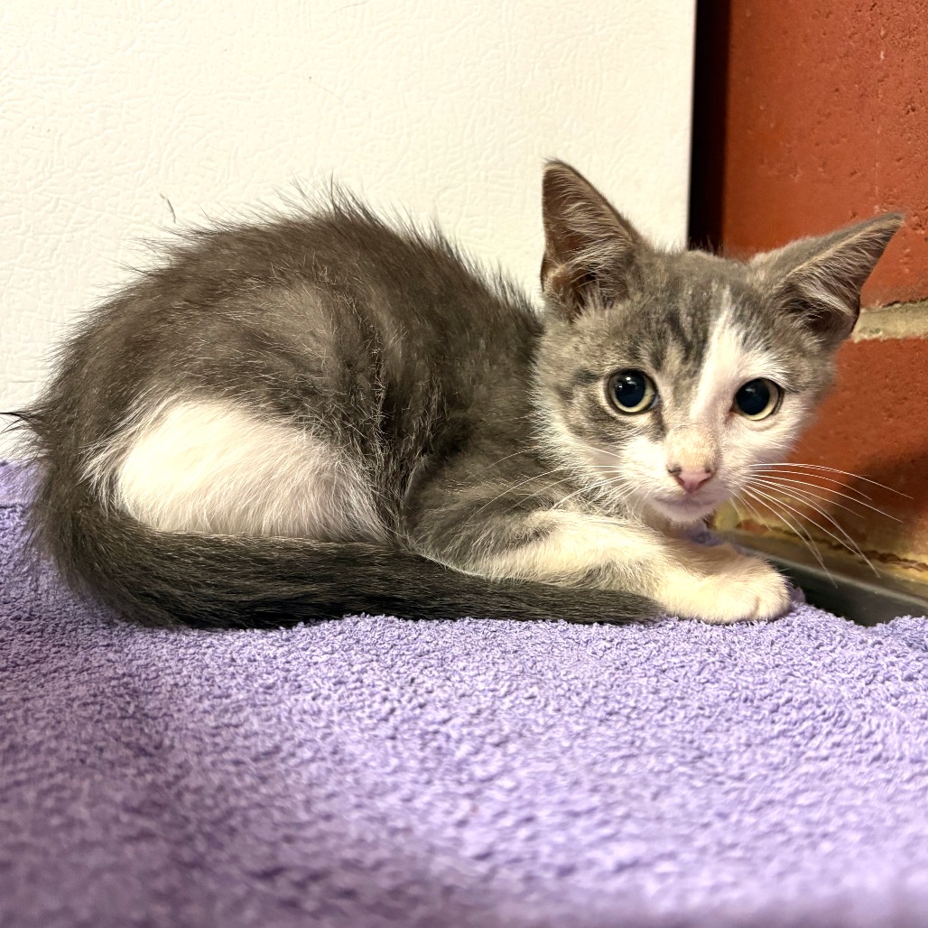 Shelter Stray Female Cat last seen , 2951 S 1st St, Cabot, AR 72023, USA