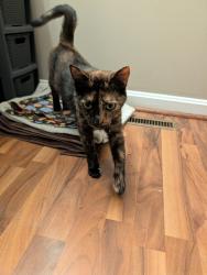 Found/Stray Female Cat last seen Loch Haven Drive, Green Valley, MD 21754