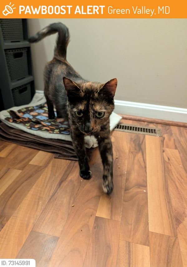 Found/Stray Female Cat last seen Loch Haven Drive, Green Valley, MD 21754