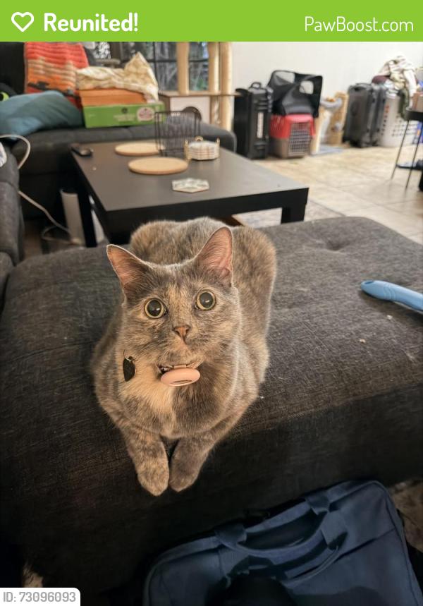 Reunited Female Cat last seen ADVENT health hosp, Tampa, FL 33613