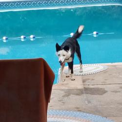 Found/Stray Unknown Dog last seen Central n maize, Wichita, KS 67212
