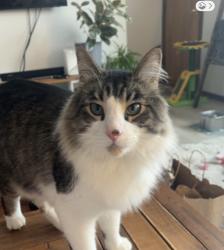 Reunited Male Cat last seen Arrive at Redstone Townhouses - Near the 124th Ave Brick Wall, Calgary, AB T3N 1B5