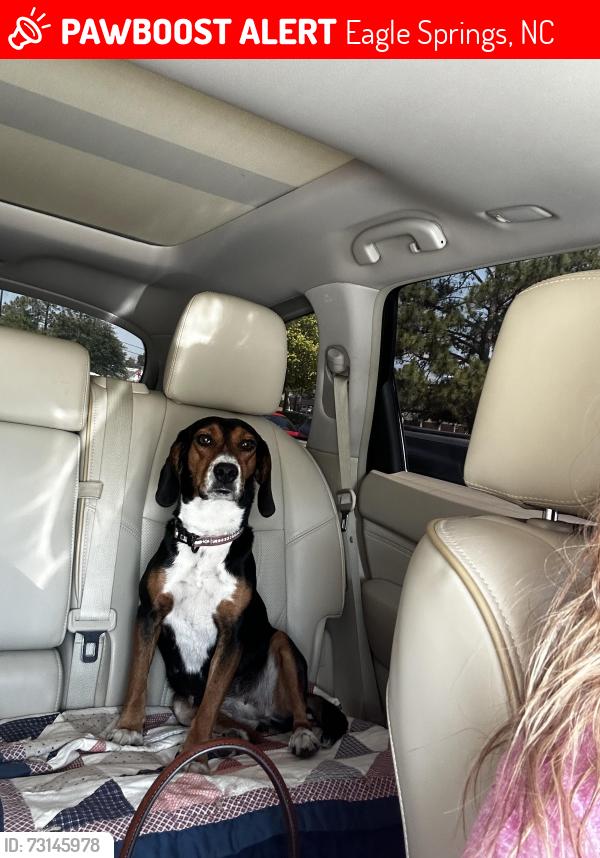 Lost Female Dog last seen Near Block of Skill Rd & Big Oak Church Rd. By Kalawi Farm/Ben’s Ice Cream off of Hwy 211, Eagle Springs, NC 27242