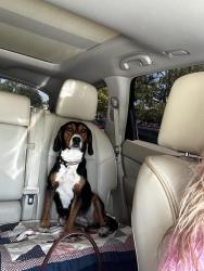 Lost Female Dog last seen Near Block of Skill Rd & Big Oak Church Rd. By Kalawi Farm/Ben’s Ice Cream off of Hwy 211, Eagle Springs, NC 27242