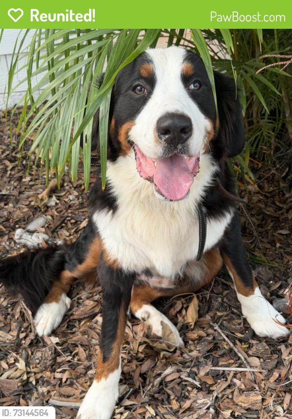 Reunited Male Dog last seen 10th St and 19th Ave near St Paul’s, St. Petersburg, FL 33704