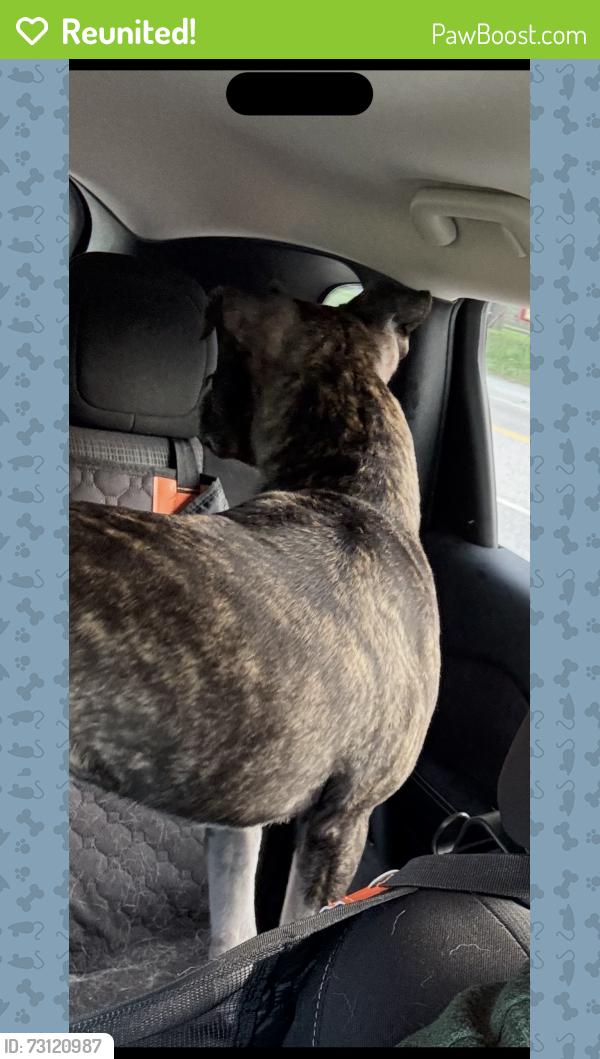 Reunited Male Dog last seen Guelph Line and 10 Side Road, Milton, ON L0P 1B0