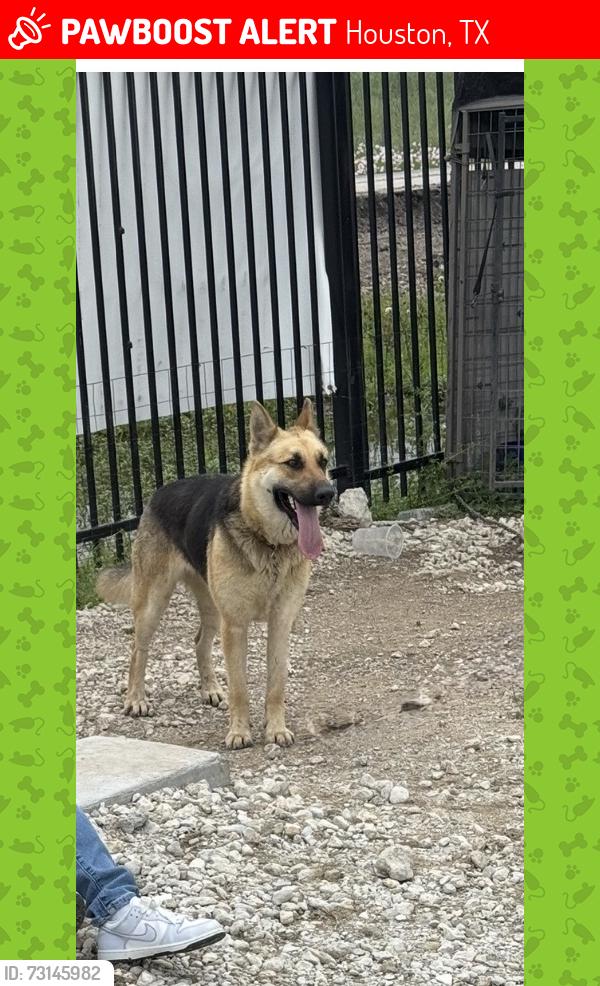 Lost Female Dog last seen Wallisville,Miller Rd 2, Houston, TX 77049