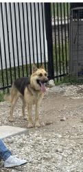 Lost Female Dog last seen Wallisville,Miller Rd 2, Houston, TX 77049
