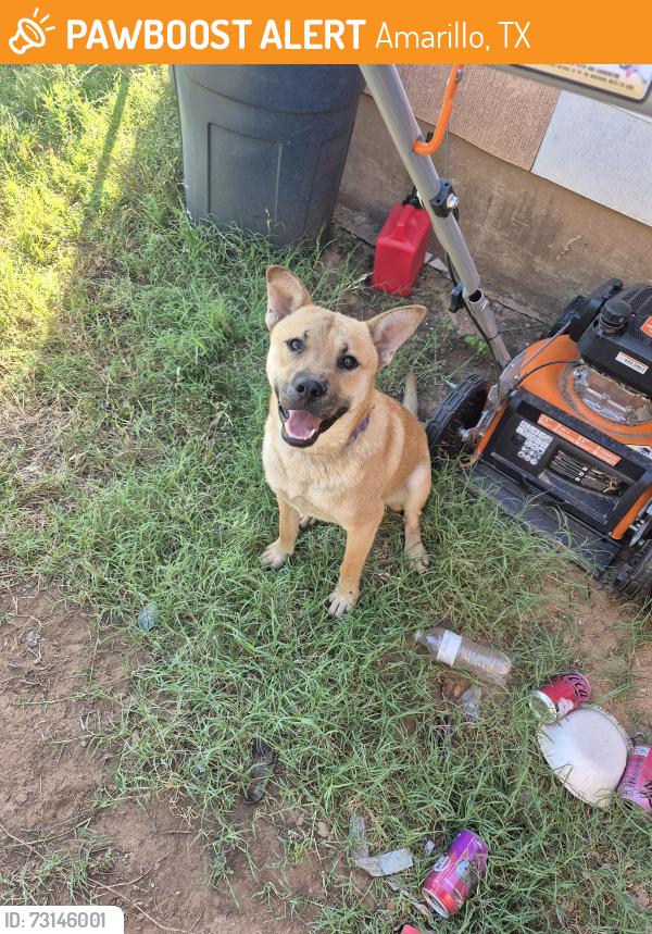 Found/Stray Male Dog last seen NE 24th and Grand, Amarillo, TX 79107