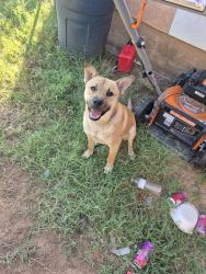 Found/Stray Male Dog last seen NE 24th and Grand, Amarillo, TX 79107