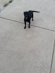 Found/Stray Female Dog last seen River road, Escalon ca, Escalon, CA 95320