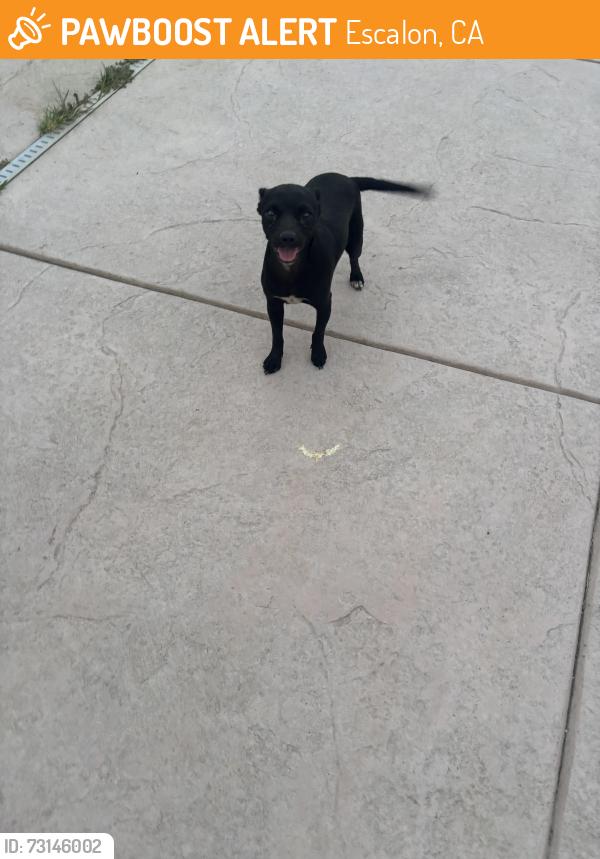 Found/Stray Female Dog last seen River road, Escalon ca, Escalon, CA 95320