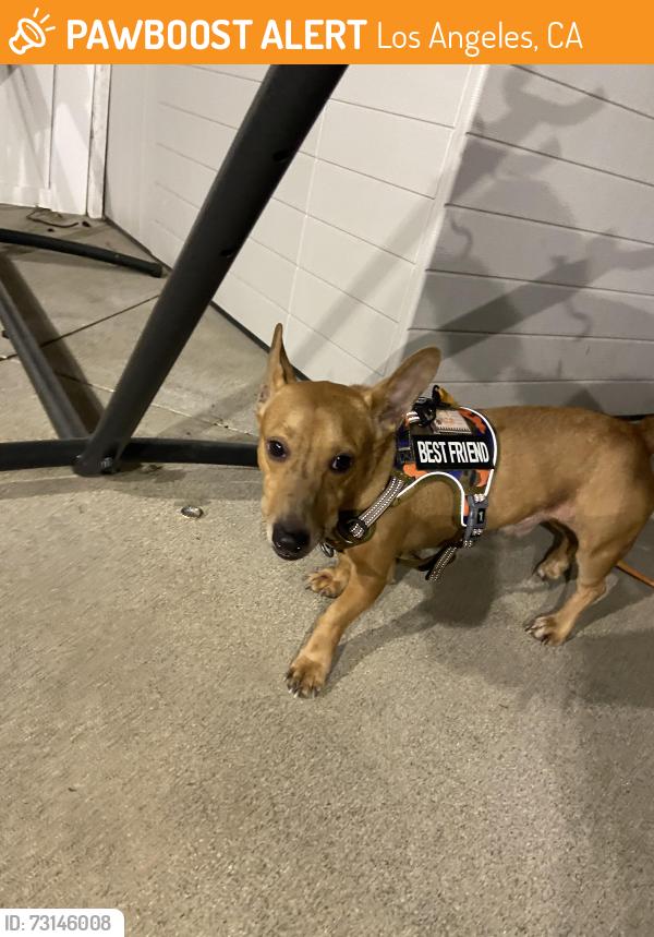 Found/Stray Male Dog last seen pet supreme sylmar in the ally, Los Angeles, CA 91342