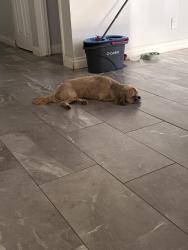 Reunited Male Dog last seen Avenue 44, Indio, CA 92201