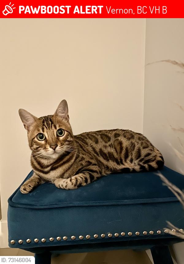 Lost Male Cat last seen Southwind rd, Vernon, BC V1H 1B8