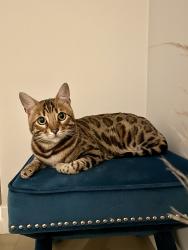 Lost Male Cat last seen Southwind rd, Vernon, BC V1H 1B8