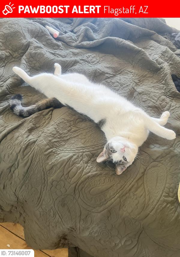 Lost Male Cat last seen Aquila Way and Ringtail Rd, Flagstaff, AZ 86004