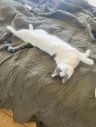 Lost Male Cat last seen Aquila Way and Ringtail Rd, Flagstaff, AZ 86004