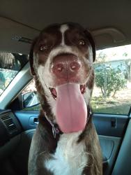 Reunited Male Dog last seen Arlington & Streeter, Riverside, CA 92504