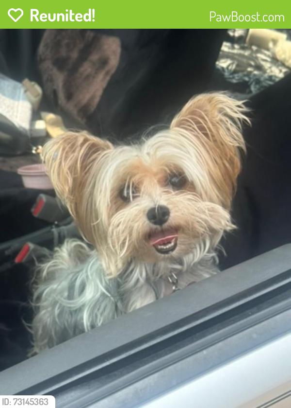 Reunited Female Dog last seen Arbor Vitae Dr, Hanover Park, IL 60133, USA, Hanover Park, IL 60133