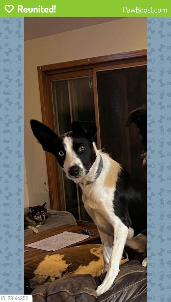 Reunited Female Dog last seen Near and Dean St, Woodstock, IL 60098