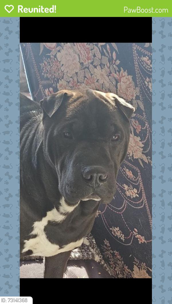 Reunited Male Dog last seen Hunts Meadow Rd and Gardner Rd, Whitefield, ME 04353
