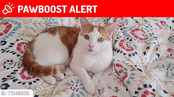 Lost Male Cat last seen Shelford Avenue / Elsham Gardens / Stanley Grove, Gorton, Manchester M18, Greater Manchester, England M18 7DE