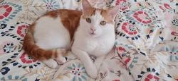 Lost Male Cat last seen Shelford Avenue / Elsham Gardens / Stanley Grove, Gorton, Manchester M18, Greater Manchester, England M18 7DE