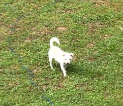Lost Male Dog last seen Sandtown, Atlanta, GA 30311
