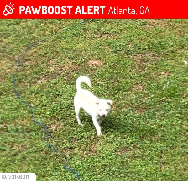 Lost Male Dog last seen Sandtown, Atlanta, GA 30311