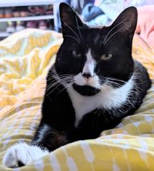 Reunited Male Cat last seen Mount Pleasant Road/The Avenue area, Greater London, England N17 6JH