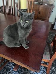 Reunited Female Cat last seen Brownsville Rd and Oak Ave, Trevose, PA 19053