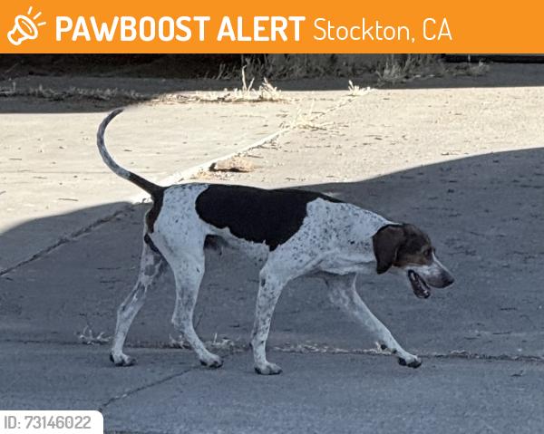 Found/Stray Male Dog last seen Sharkon Ct, Stockton, CA 95210