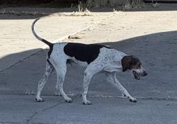 Found/Stray Male Dog last seen Sharkon Ct, Stockton, CA 95210