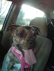 Reunited Female Dog last seen Arlington & Streeter, Riverside, CA 92504