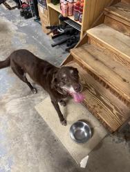 Reunited Female Dog last seen Spring Rock Terrace, East Cobb, GA 30062