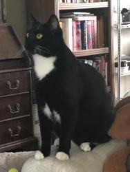 Lost Male Cat last seen 8th and c st, Blaine, WA 98230