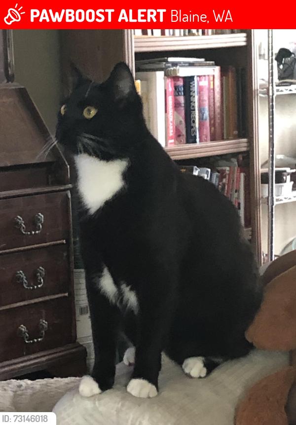 Lost Male Cat last seen 8th and c st, Blaine, WA 98230
