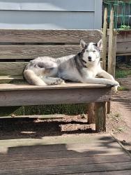 Reunited Female Dog last seen Jamaican spice, Toledo, OH 43612