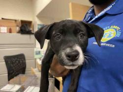 Shelter Stray Female Dog last seen Near BLOCK SW 133RD CT,, 3599 NW 79th Ave, Doral, FL 33122, USA