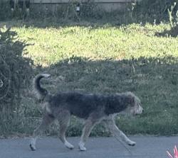 Found/Stray Male Dog last seen Sharkon Ct, Stockton, Stockton, CA 95210