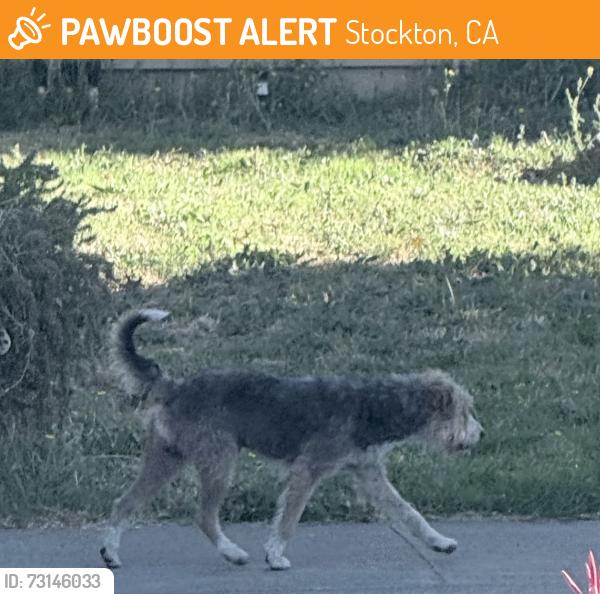 Found/Stray Male Dog last seen Sharkon Ct, Stockton, Stockton, CA 95210