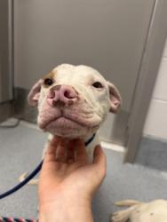 Shelter Stray Male Dog last seen Near, 2600 S Harding St, Indianapolis, IN 46221, USA