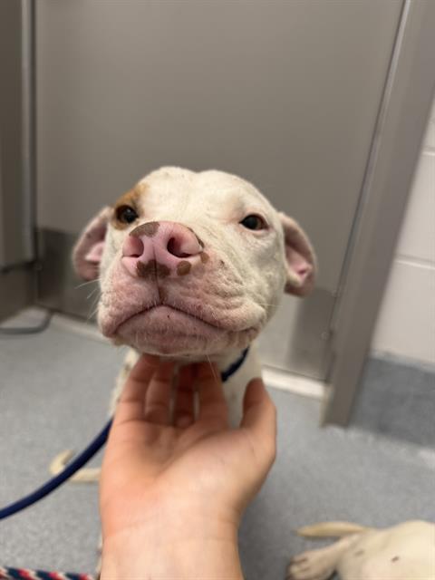 Shelter Stray Male Dog last seen Near, 2600 S Harding St, Indianapolis, IN 46221, USA