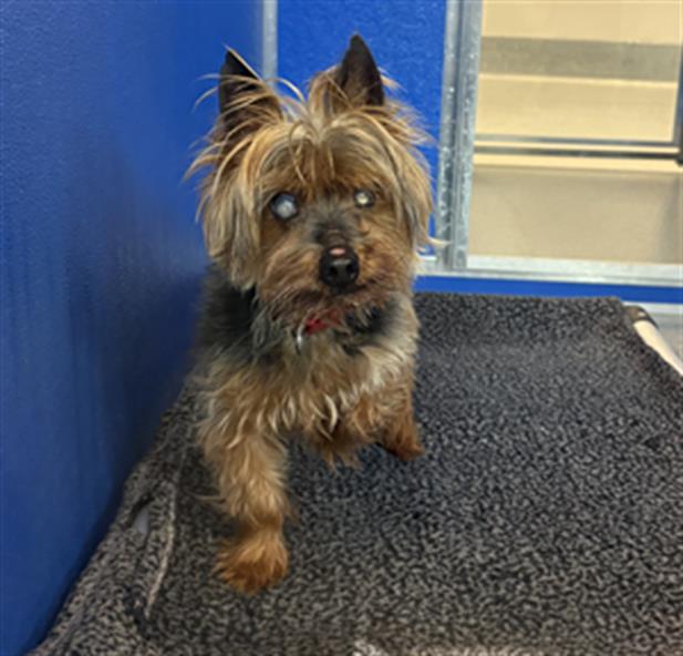 Shelter Stray Male Dog last seen Near, 2600 S Harding St, Indianapolis, IN 46221, USA